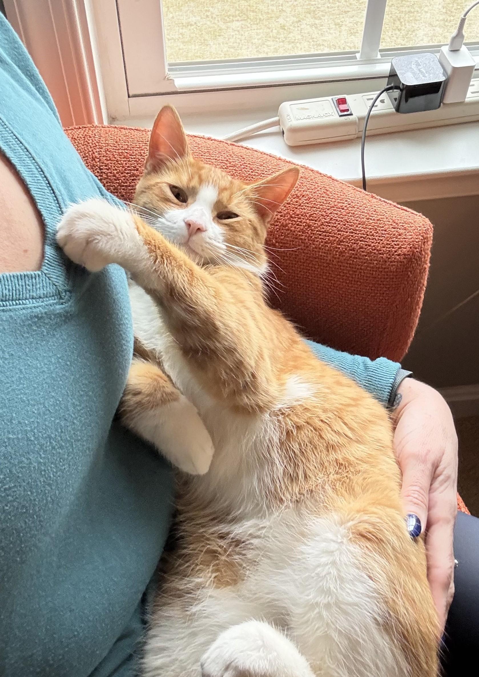 Enlarge Sir Archibald the Glorious (also known as Archie!), a Adoptable mixed breed in Laurel, MD image 5/6