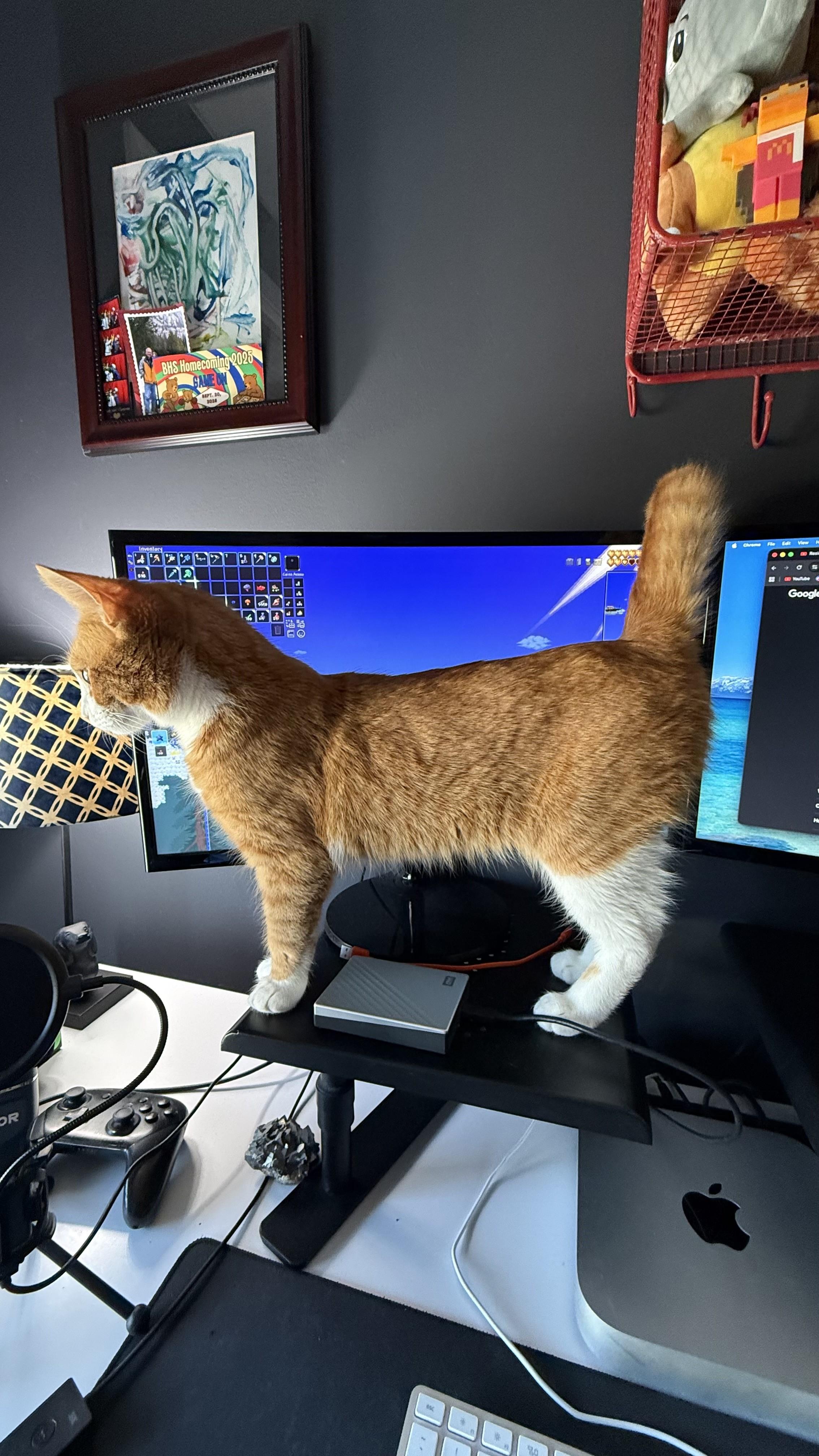 Enlarge Sir Archibald the Glorious (also known as Archie!), a Adoptable mixed breed in Laurel, MD image 2/6