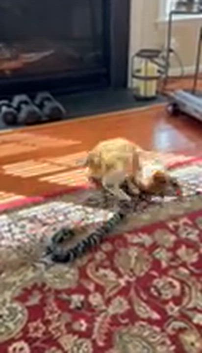 Enlarge Sir Archibald the Glorious (also known as Archie!), a Adoptable mixed breed in Laurel, MD video 6/6