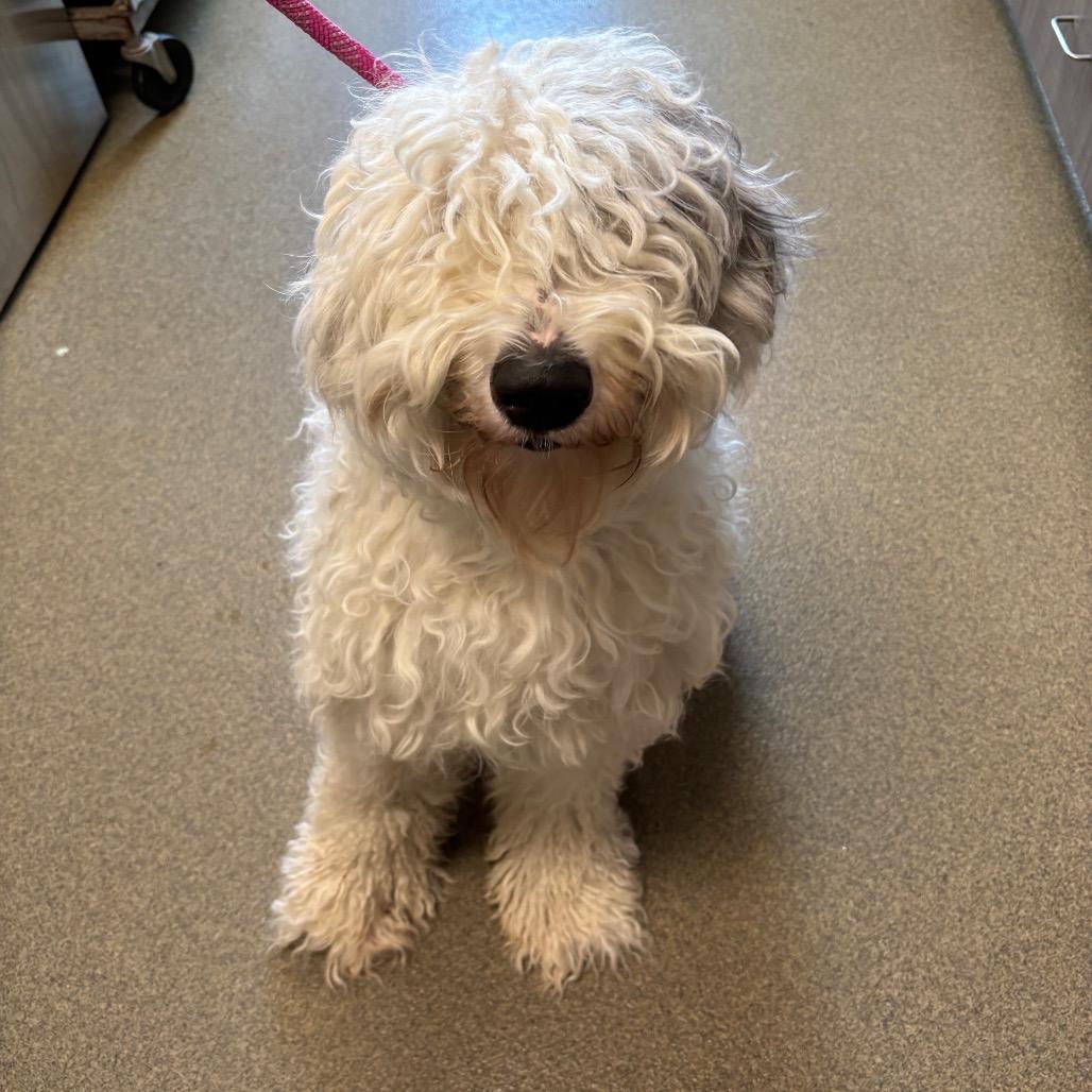 Enlarge Oliver, a Adoptable mixed breed in Council Bluffs, IA image 2/2