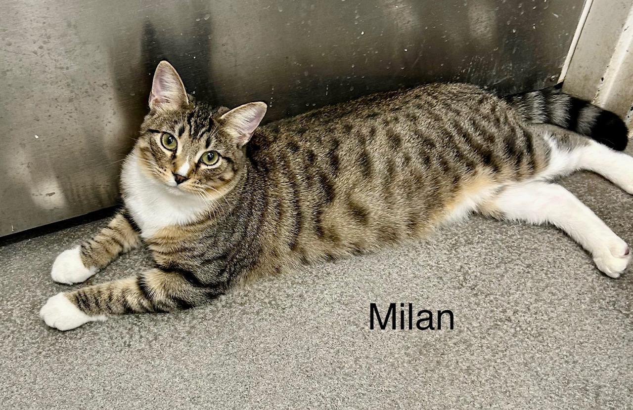 Enlarge Milan, an adopted Domestic Short Hair in Tustin, CA image 3/4