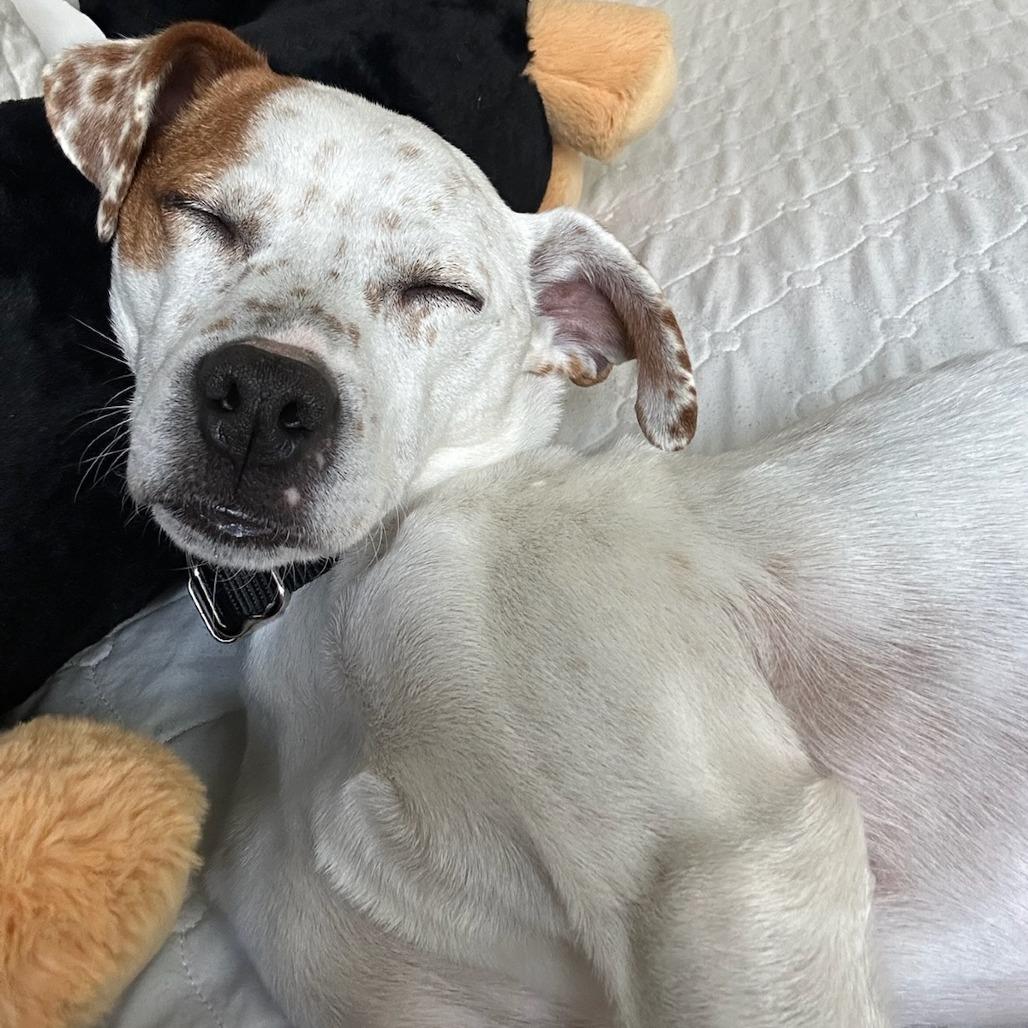 Enlarge Clementine, a Adoptable Mixed Breed in Bentonville, AR image 1/5