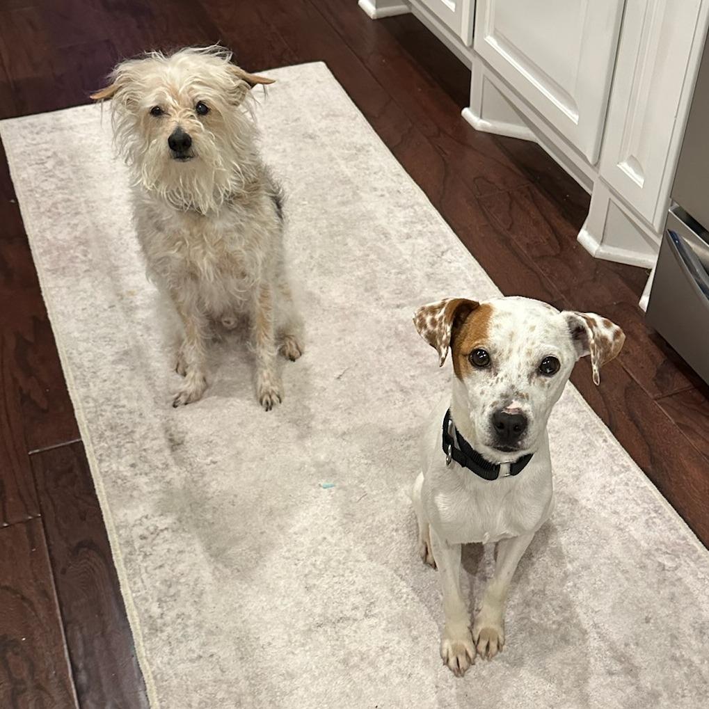 Enlarge Clementine, a Adoptable Mixed Breed in Bentonville, AR image 2/5