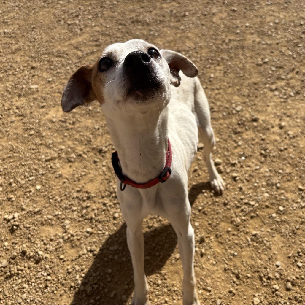 Enlarge Clementine, a Adoptable Mixed Breed in Bentonville, AR image 3/5