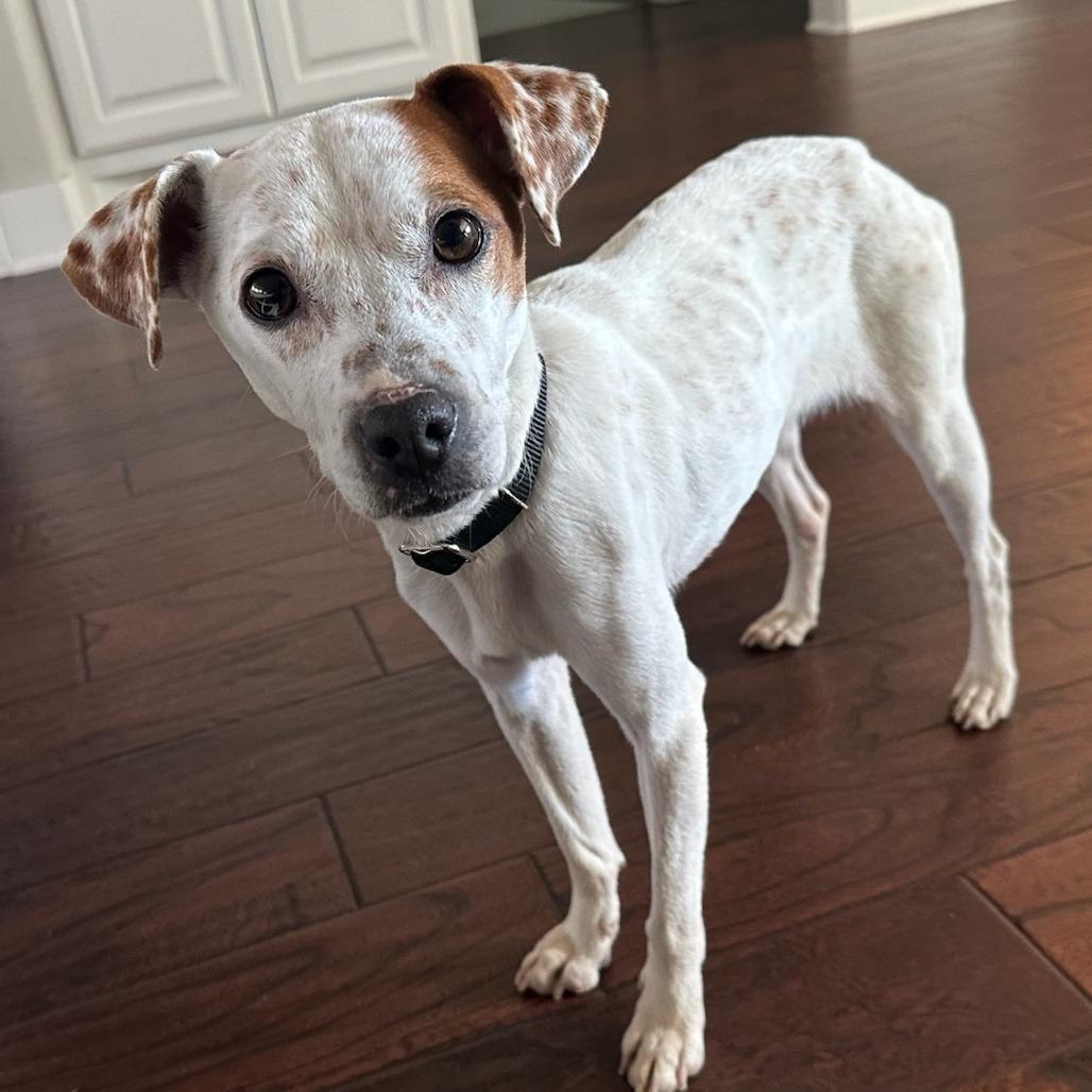 Enlarge Clementine, a Adoptable Mixed Breed in Bentonville, AR image 4/5