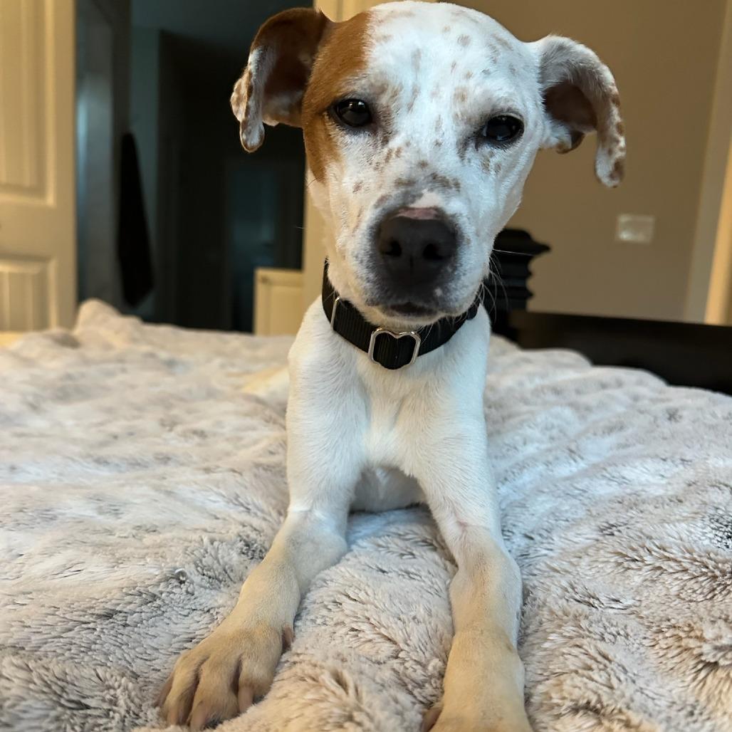 Enlarge Clementine, a Adoptable Mixed Breed in Bentonville, AR image 5/5