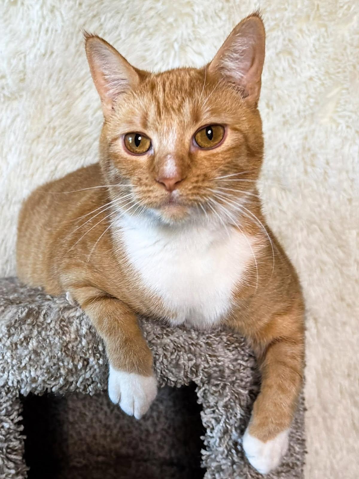 Butterscotch, Adoptable, Young Female Domestic Short Hair.