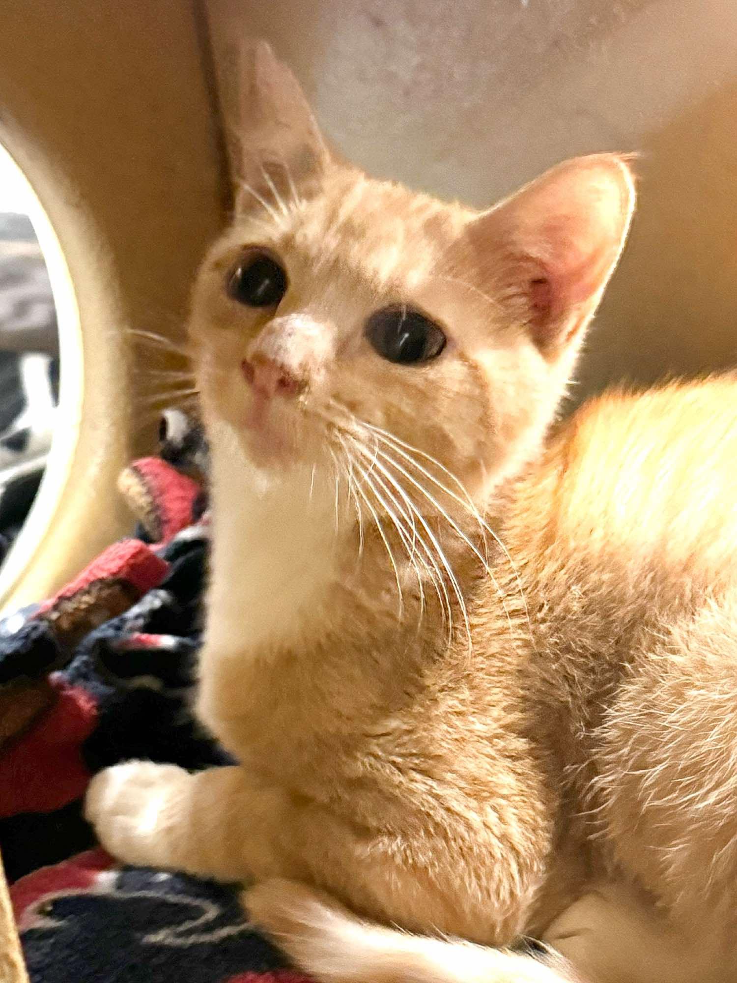 *Butterscotch, an adoptable Domestic Short Hair in Sioux Falls, SD, 57110 | Photo Image 2