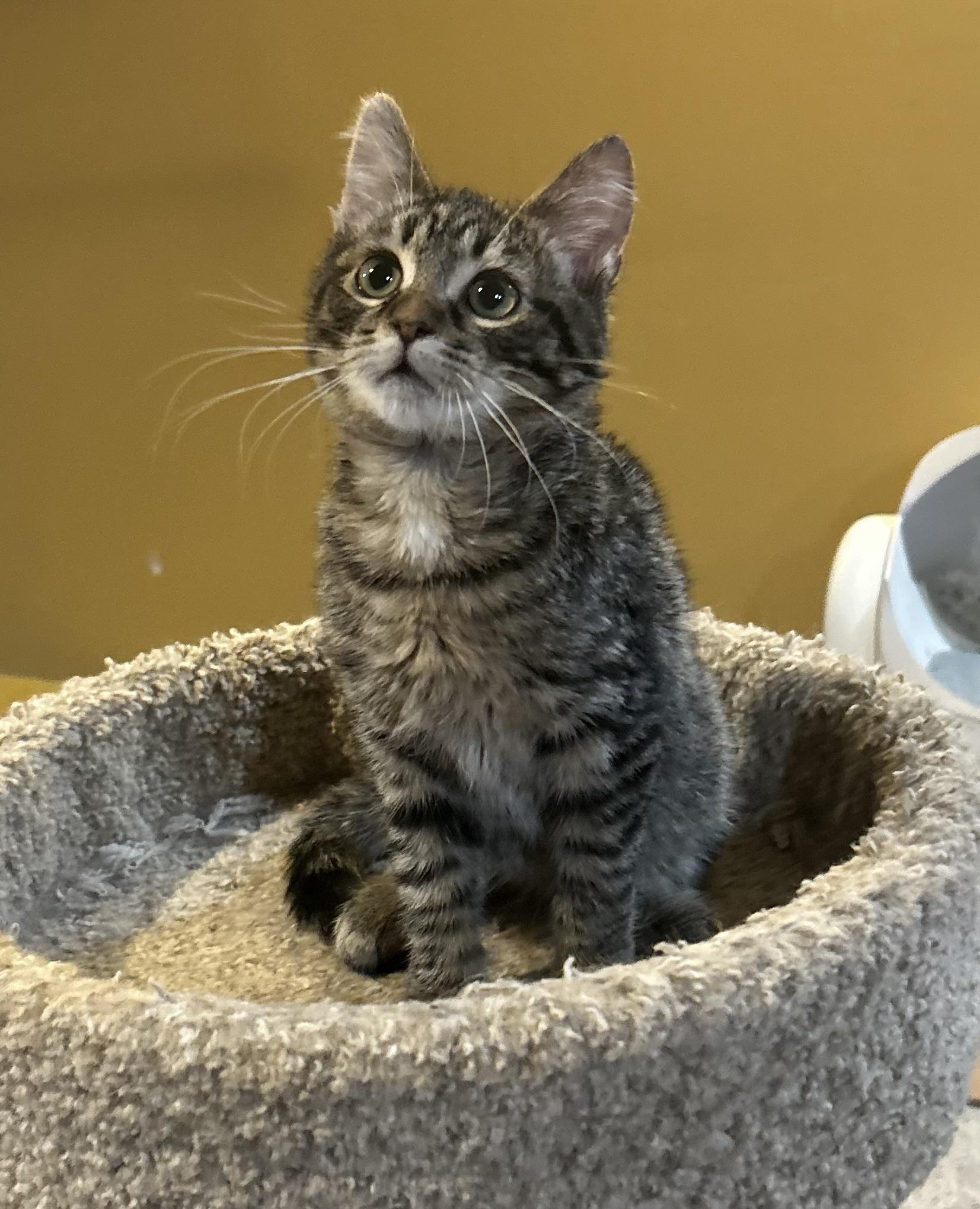 Skittles, adopted, Kitten Male Domestic Short Hair.