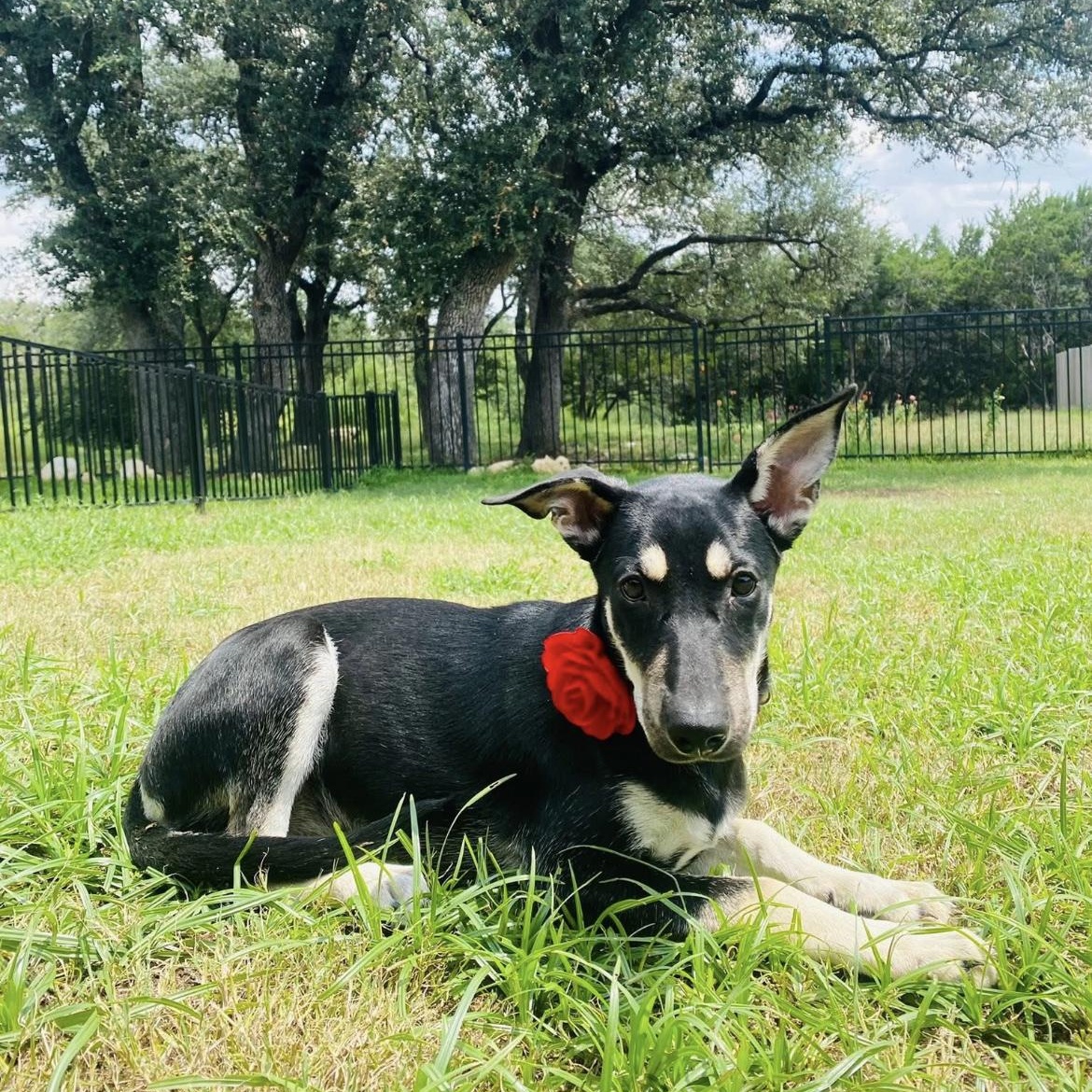 Blesyn, Adopted, Puppy Female German Shepherd Dog & Labrador Retriever.
