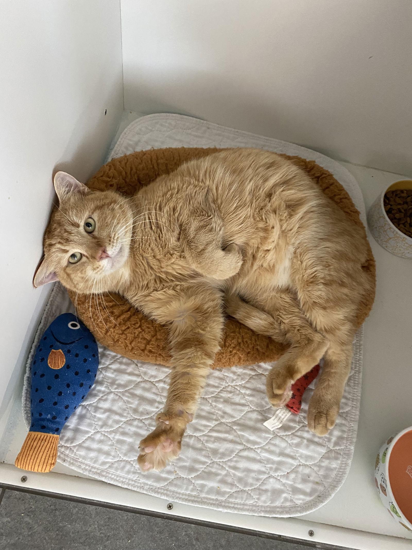 Ludacris, Adopted, Adult Male Domestic Short Hair.