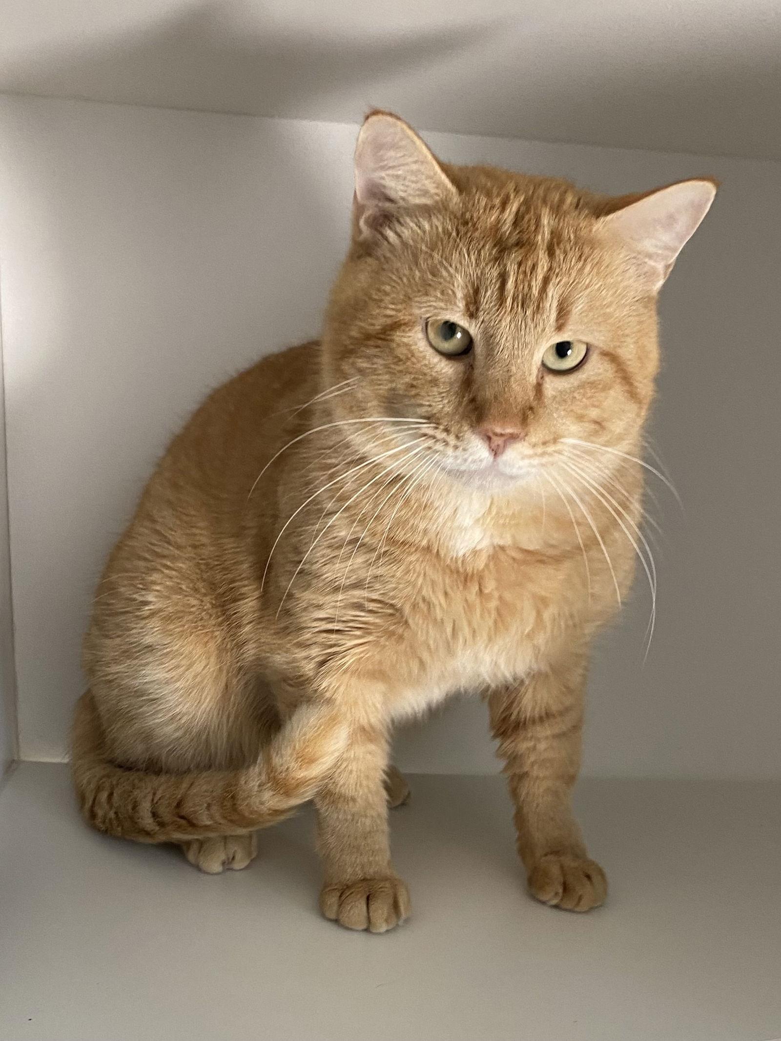 Enlarge Ludacris, a Adopted Domestic Short Hair in Satellite Beach, FL image 2/3