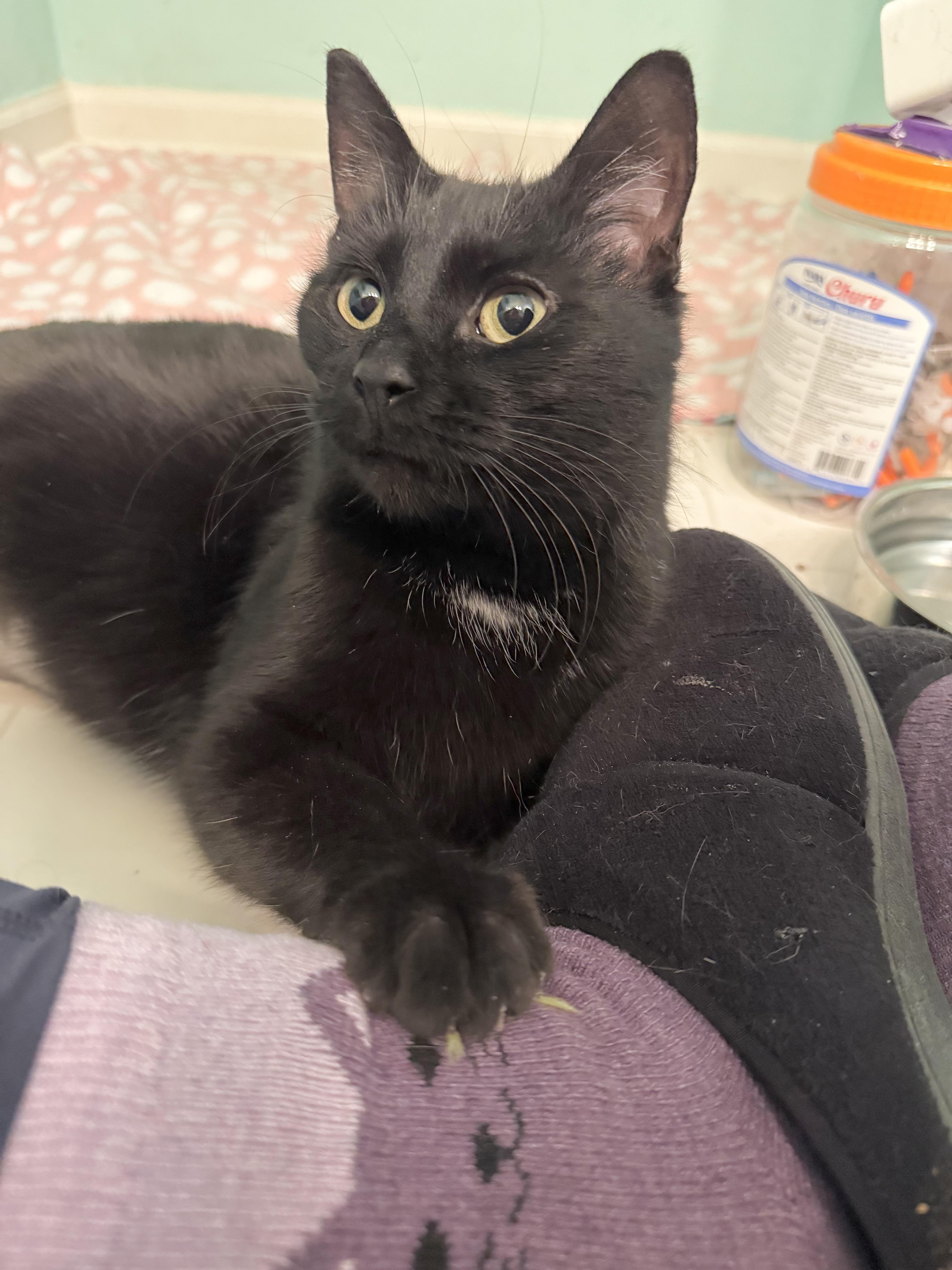 Enlarge Kealohi, a Adoptable Domestic Short Hair in Wheaton, IL image 5/5