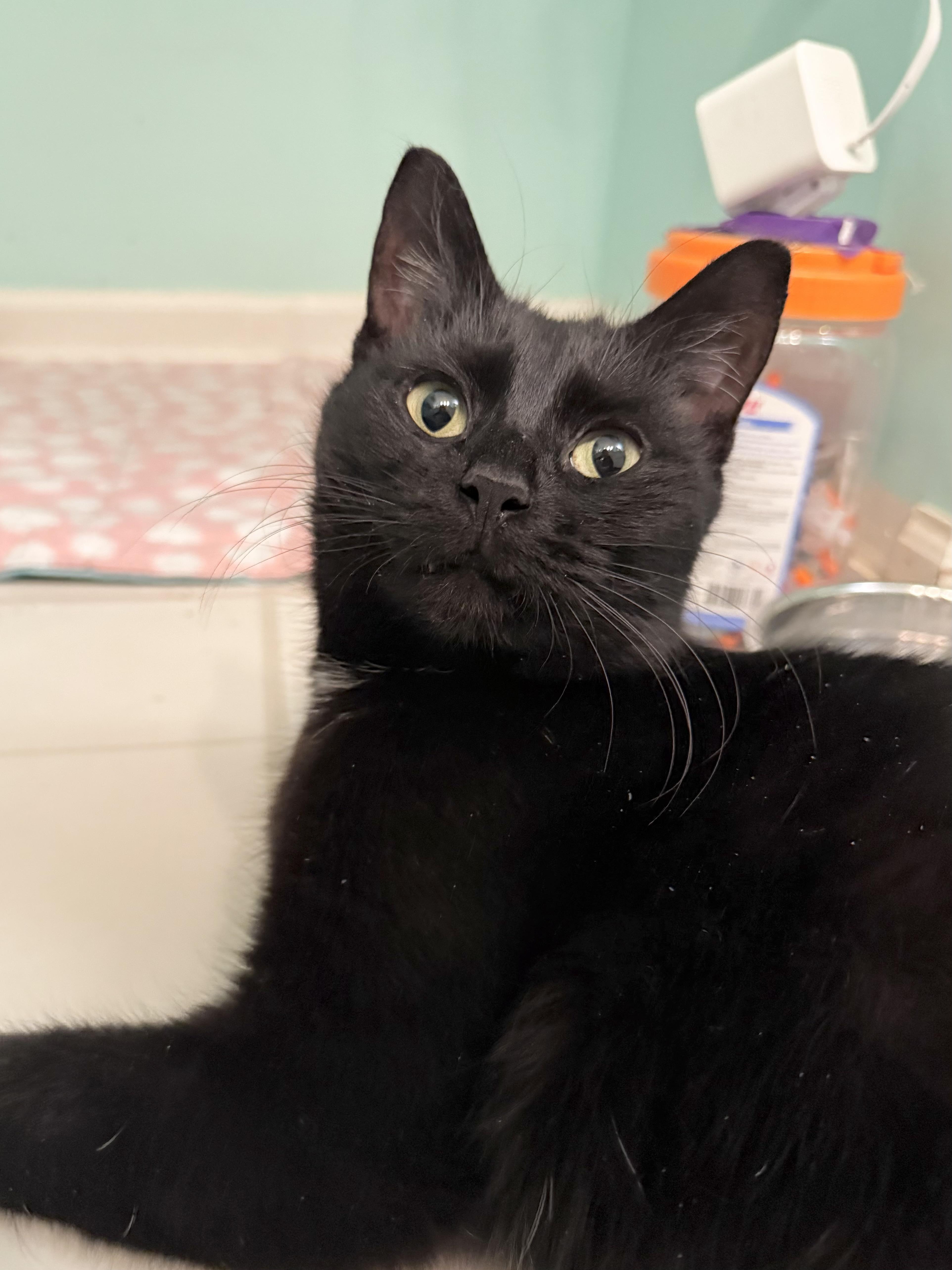 Enlarge Kealohi, a Adoptable Domestic Short Hair in Wheaton, IL image 2/5
