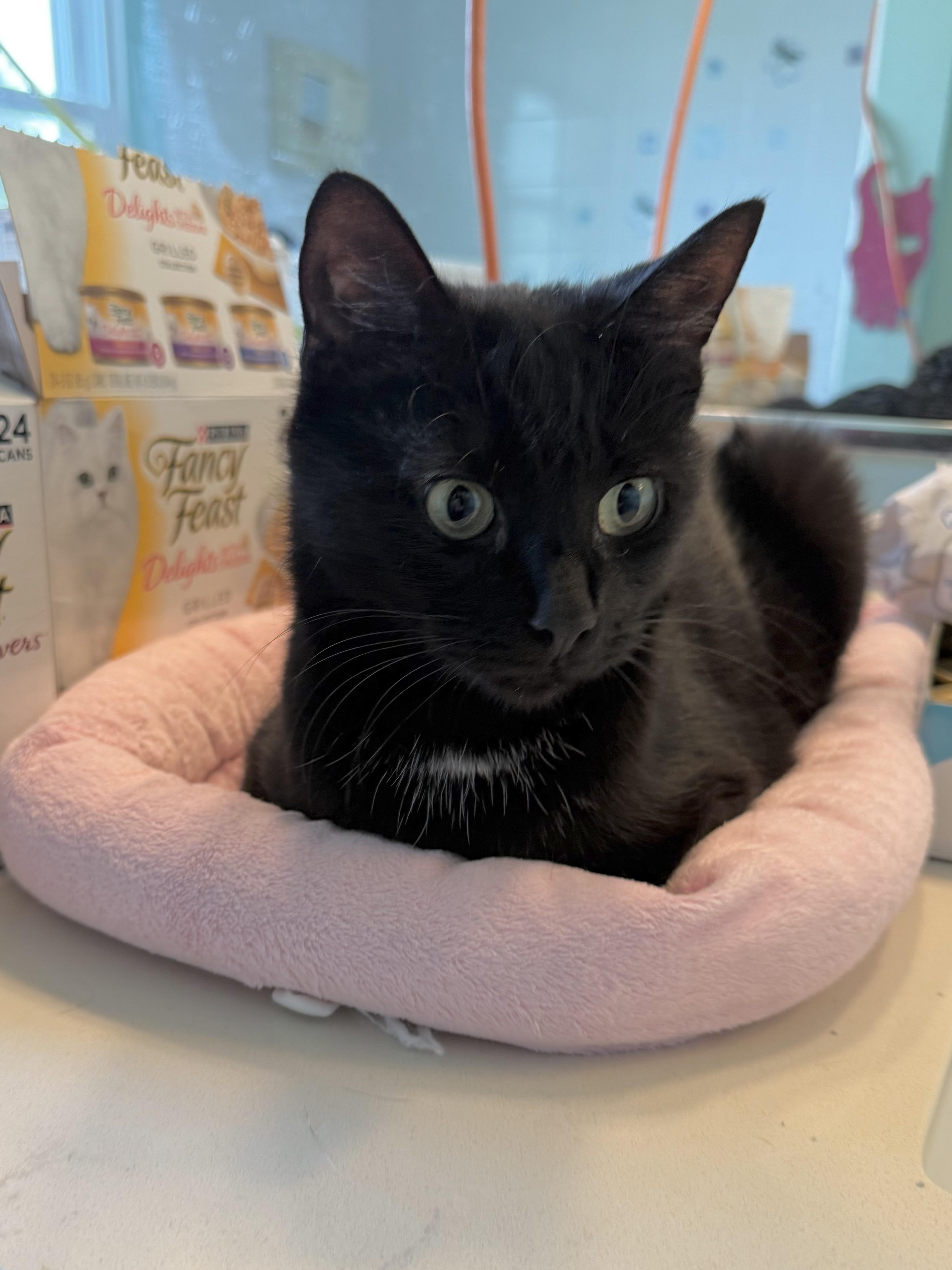 Enlarge Kealohi, a Adoptable Domestic Short Hair in Wheaton, IL image 4/5