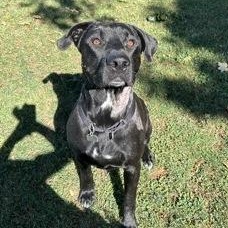 Bo, an adoptable Mixed Breed in Roseburg, OR, 97471 | Photo Image 1