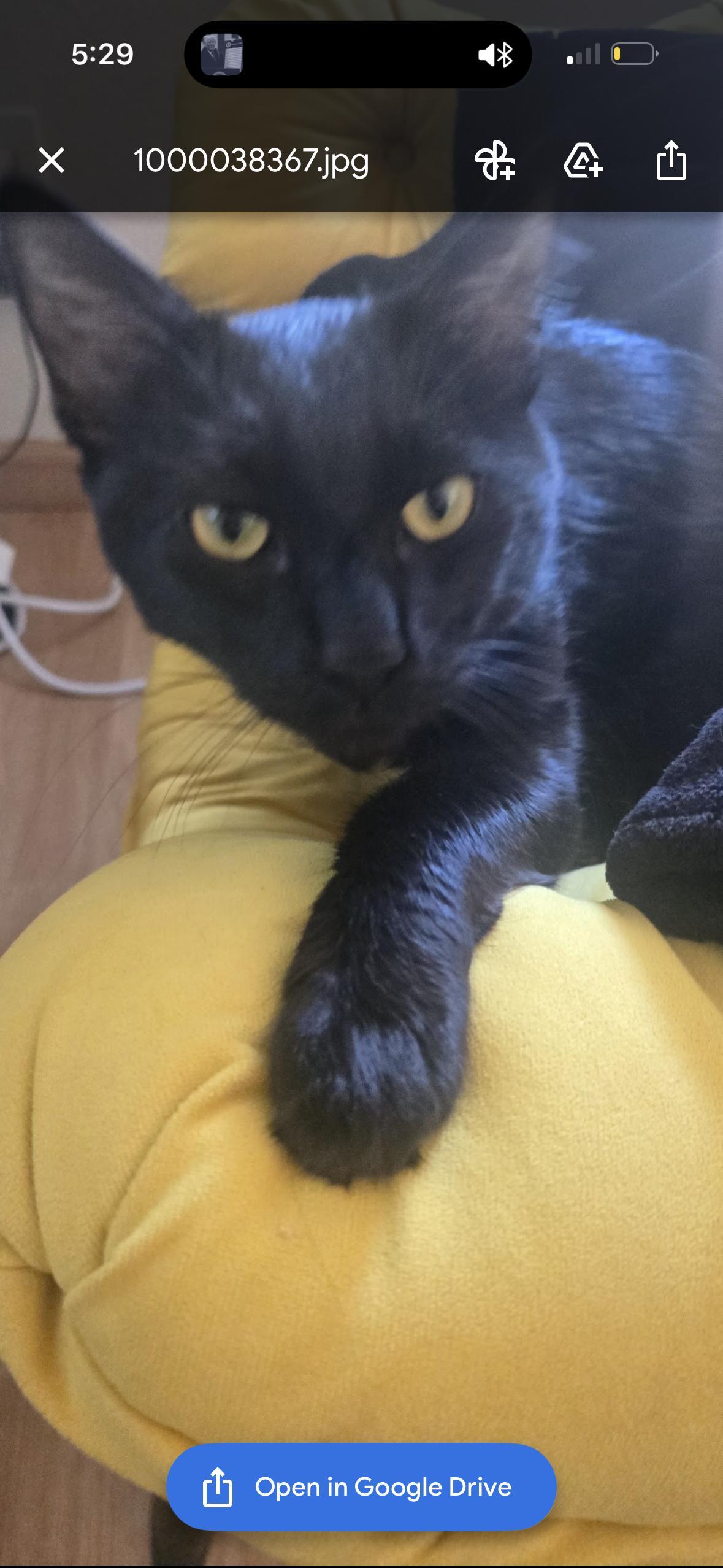 Enlarge Binx, a Adoptable mixed breed in San Diego, CA image 2/5