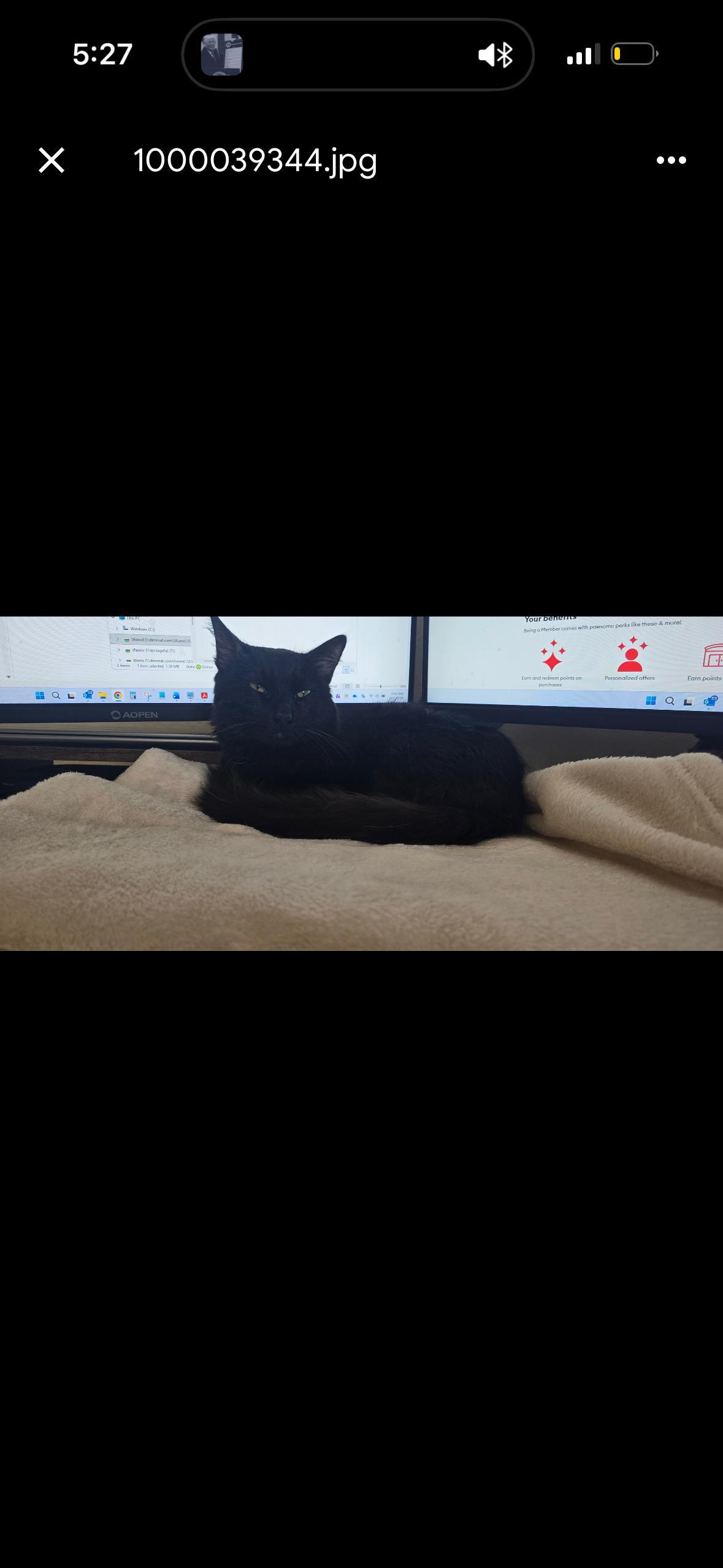 Enlarge Binx, a Adoptable mixed breed in San Diego, CA image 3/5