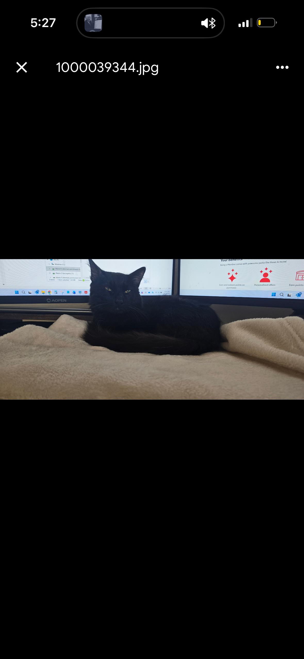 Enlarge Binx, a ADOPTABLE mixed breed in San Diego, CA image 1/5