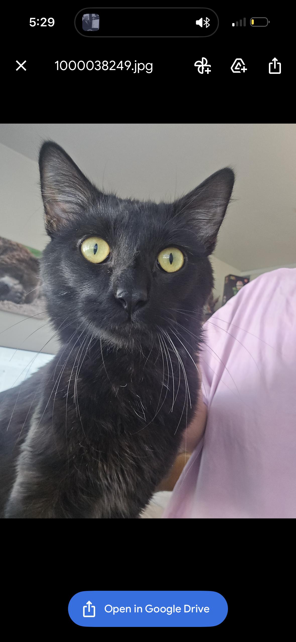 Enlarge Binx, a ADOPTABLE mixed breed in San Diego, CA image 5/5