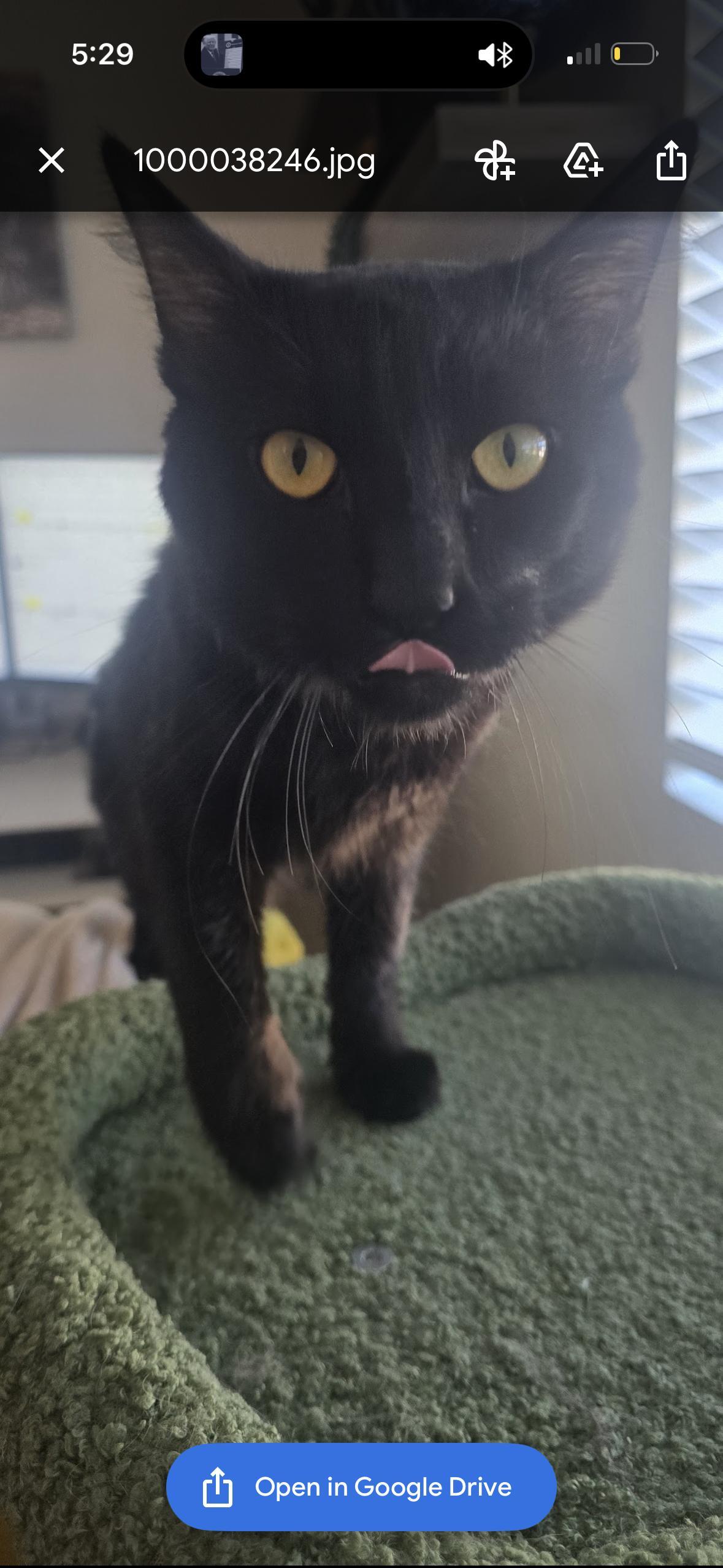 Enlarge Binx, a Adoptable mixed breed in San Diego, CA image 5/5