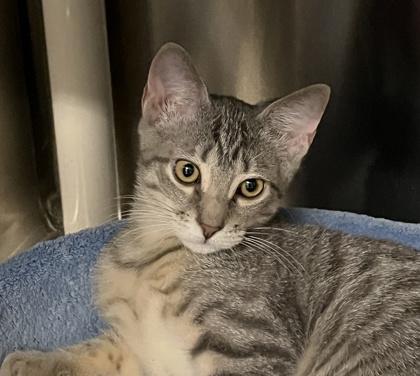 Eleven, Adoptable, Kitten Female Domestic Short Hair & Domestic Short Hair.