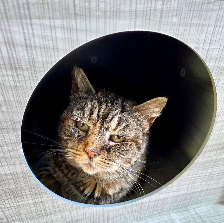 Enlarge Annie, a Adoptable mixed breed in Seattle, WA image 5/6
