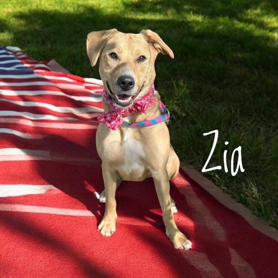 Zia, Adoptable, Adult Female Shepherd.