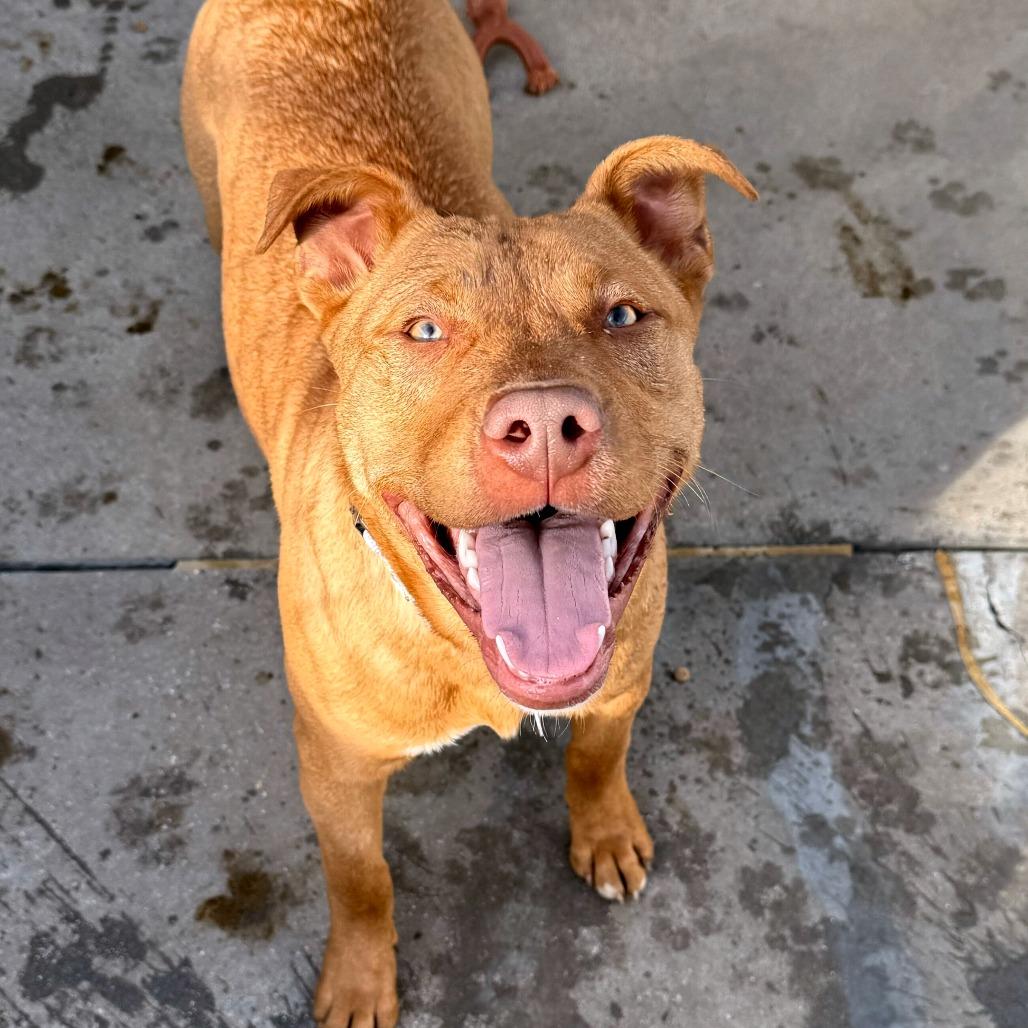 Enlarge Huey, a Adoptable Mixed Breed in Medford, OR image 1/2