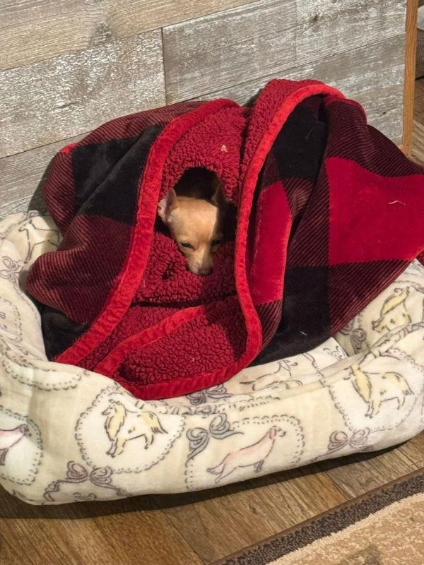 Xyla Daisy Mae, Adopted, Young Female Chihuahua.