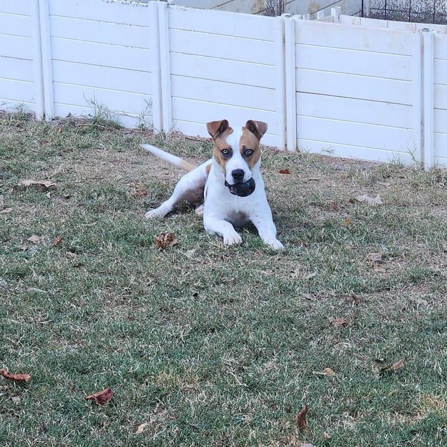 Mopar, a Adoptable mixed breed in Chelsea, AL image 1/6