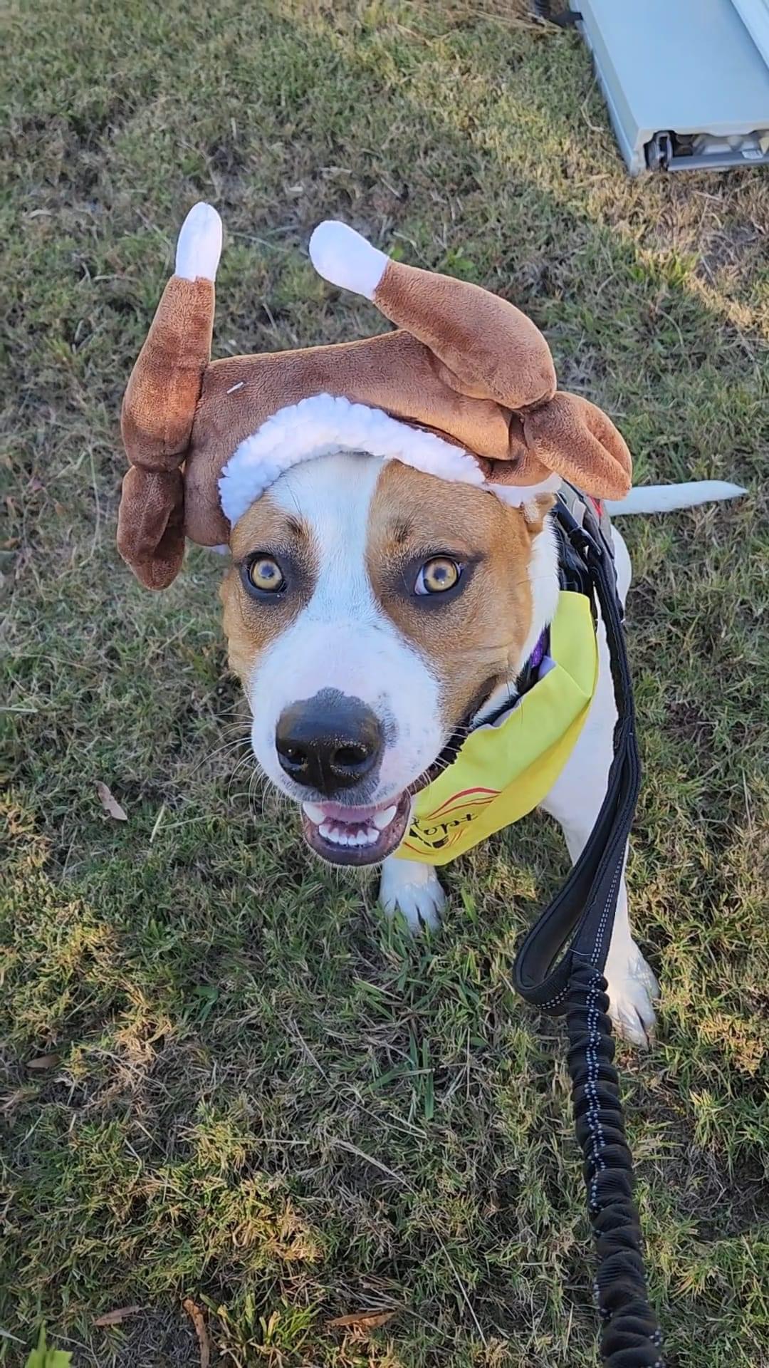 Mopar, a Adoptable mixed breed in Chelsea, AL image 2/6