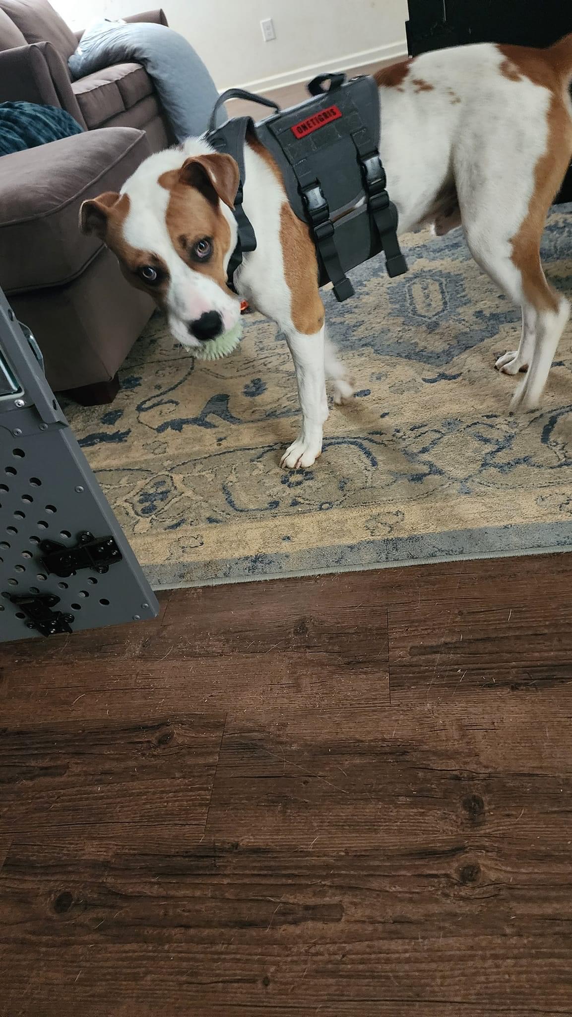 Mopar, a Adoptable mixed breed in Chelsea, AL image 3/6