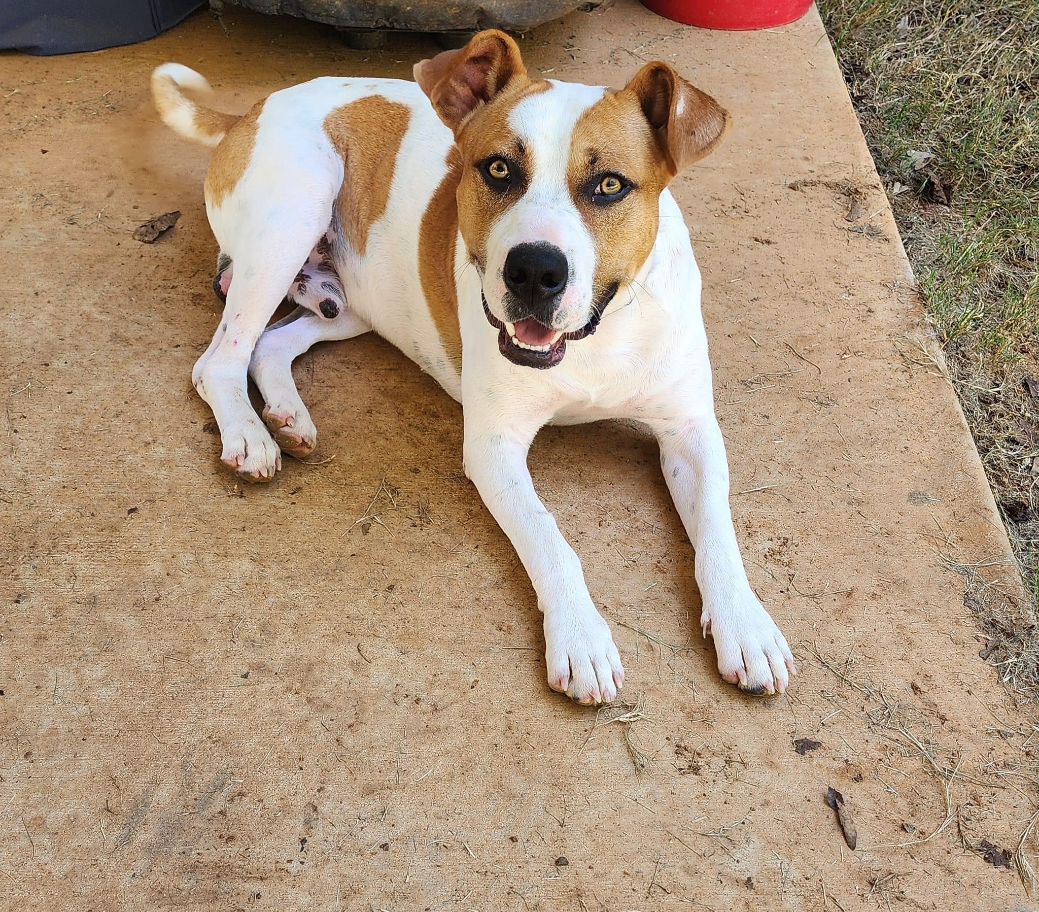Mopar, a Adoptable mixed breed in Chelsea, AL image 4/6