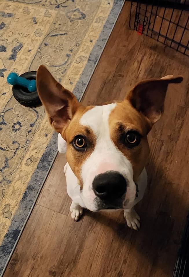 Mopar, a Adoptable mixed breed in Chelsea, AL image 5/6