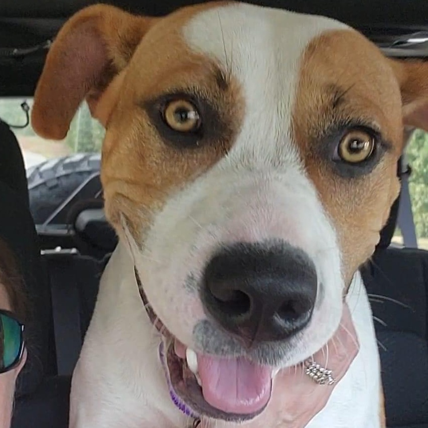 Mopar, a Adoptable mixed breed in Chelsea, AL image 6/6