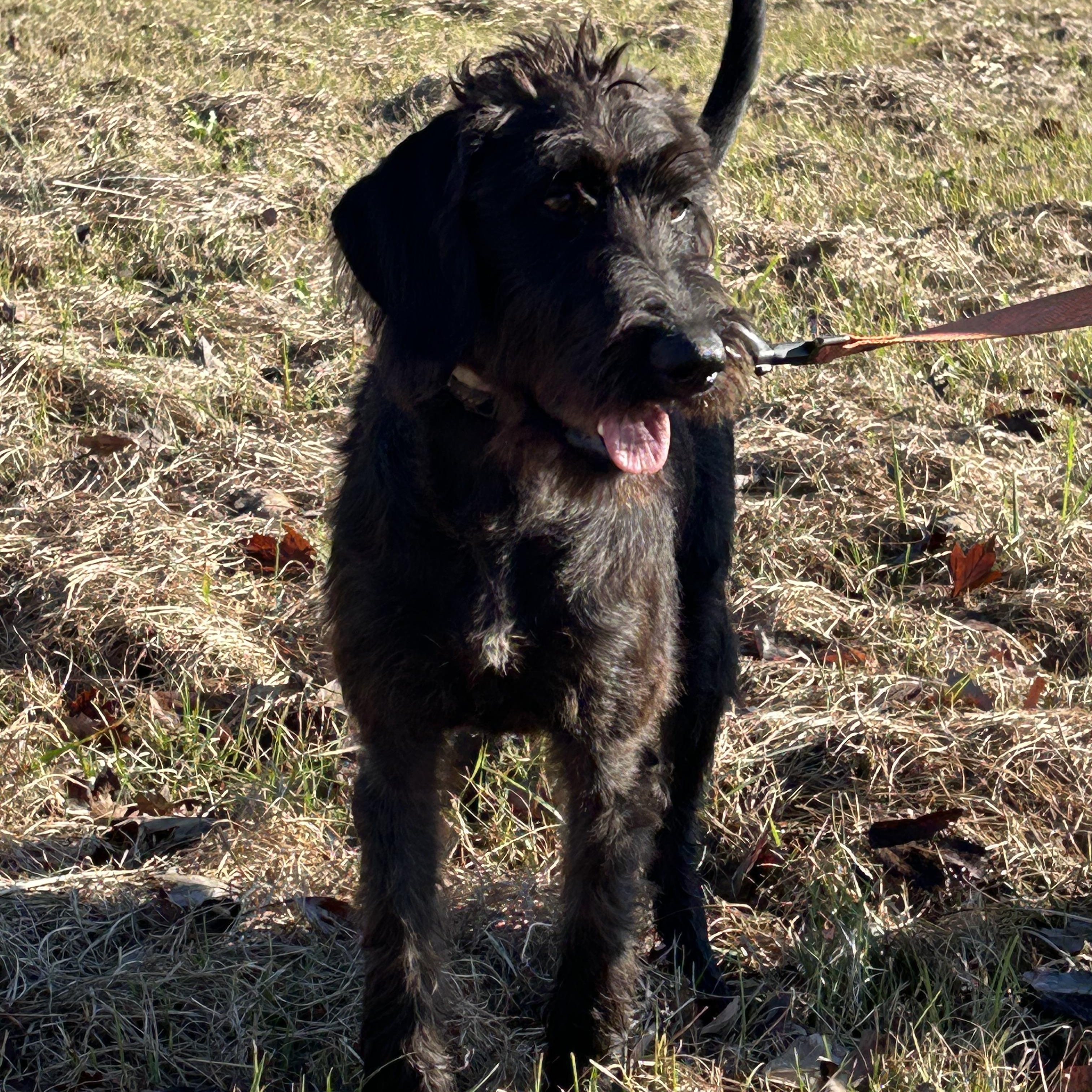 Enlarge Stella, a Adoptable mixed breed in Rocky Hill, CT image 1/4