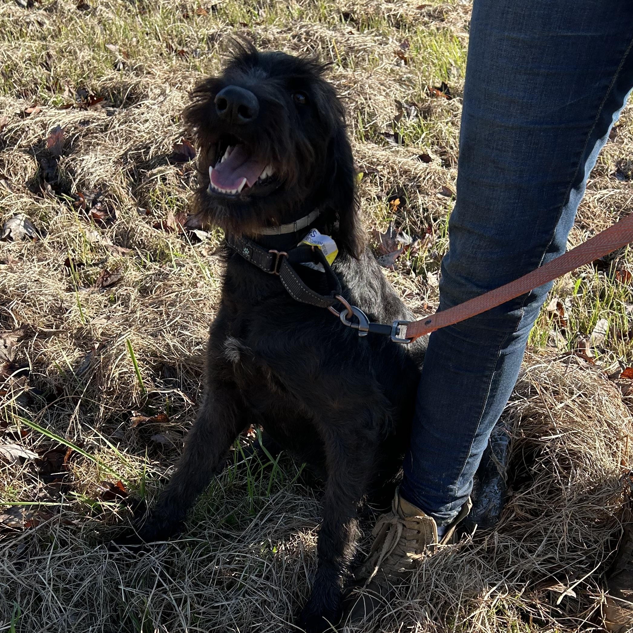 Enlarge Stella, a Adoptable mixed breed in Rocky Hill, CT image 3/4