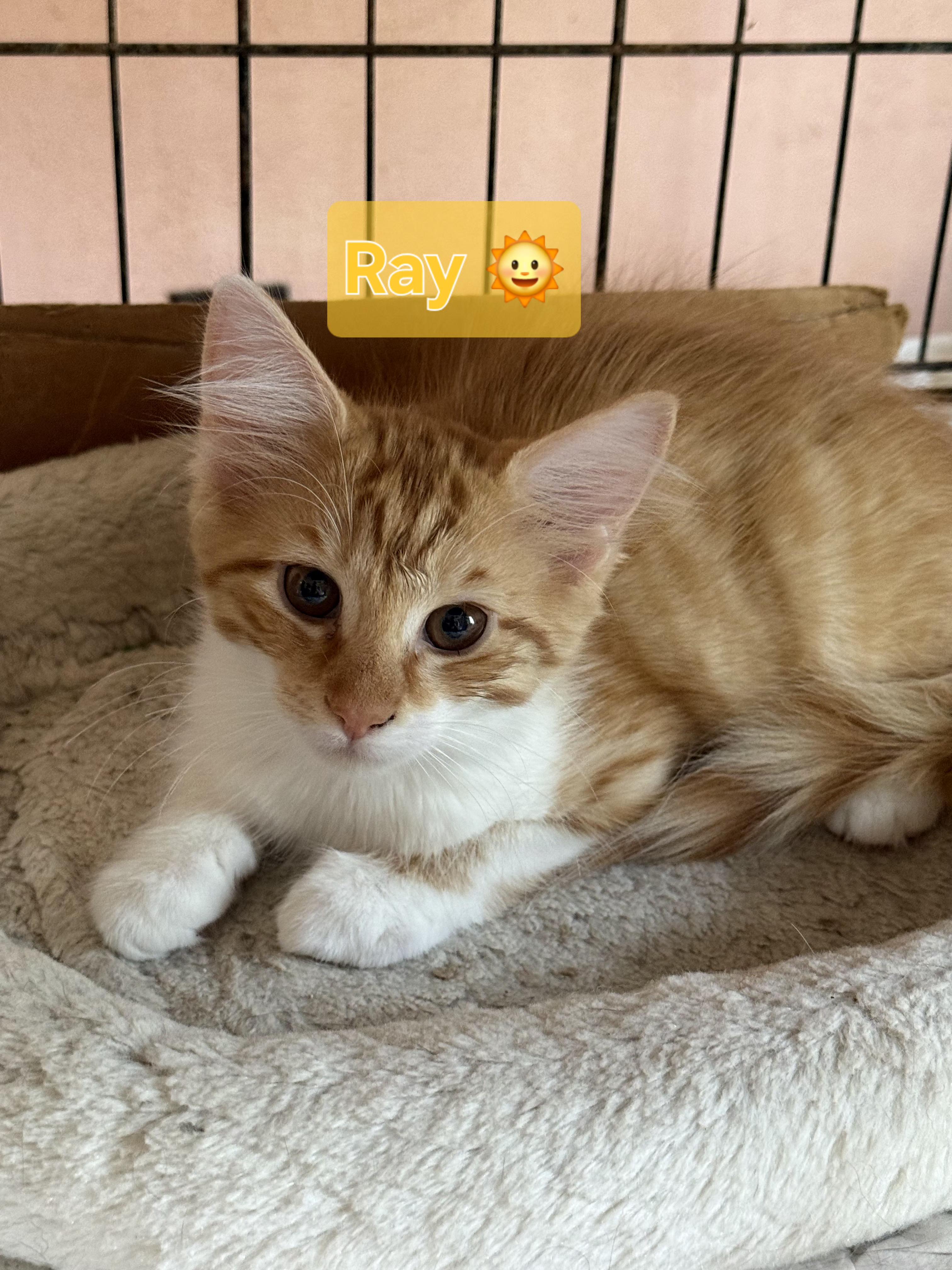 Ray, ADOPTABLE, Kitten Male Domestic Medium Hair.
