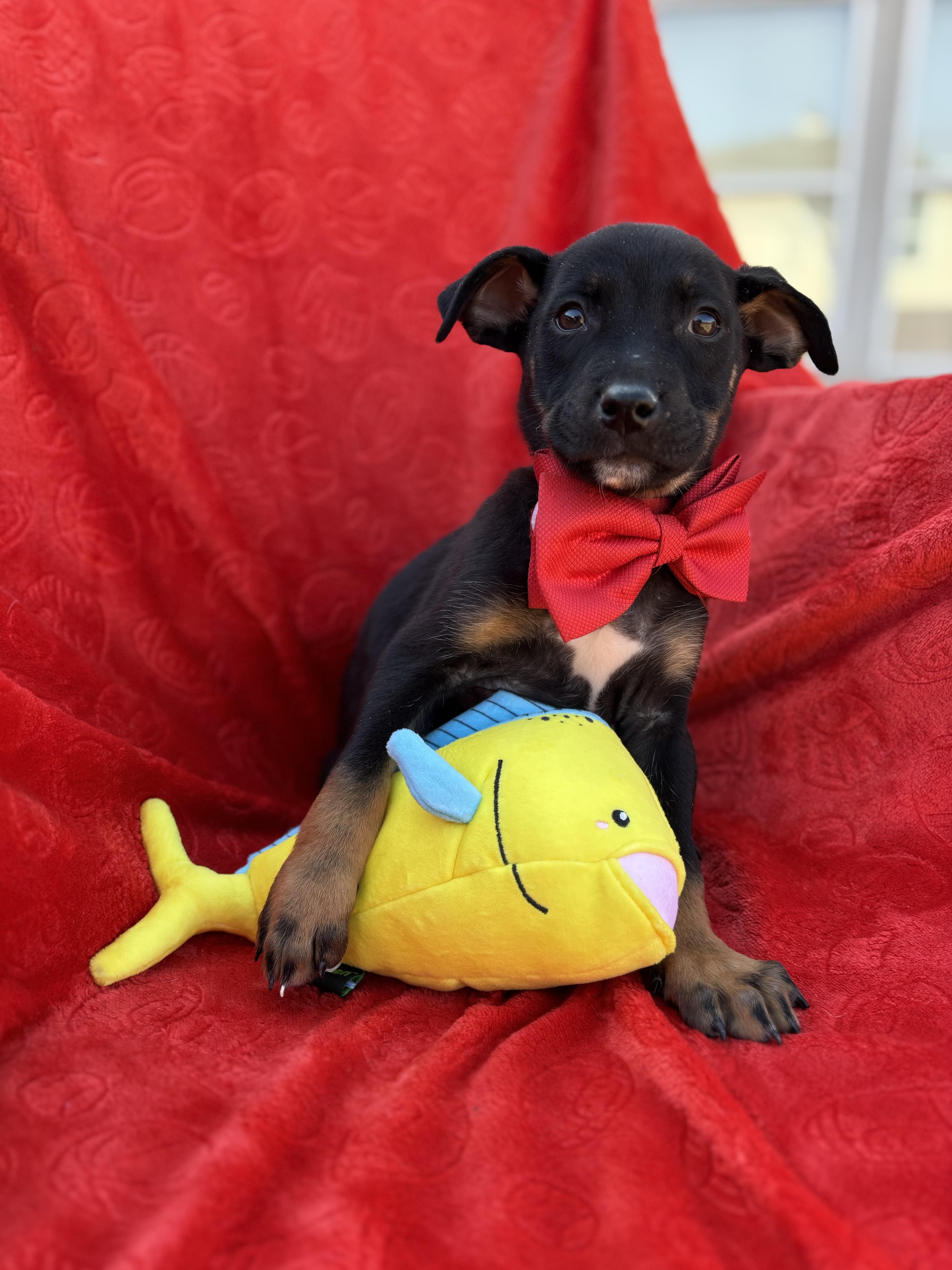 Marx Galaxy — thumbnail 4