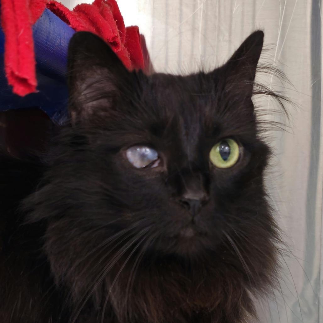 Cleo 3 — thumbnail 2