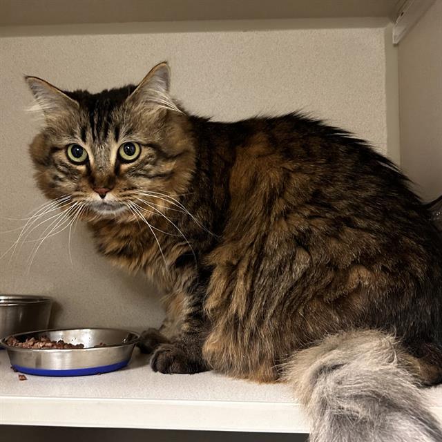 RYO, Adoptable, Adult Female Domestic Short Hair.