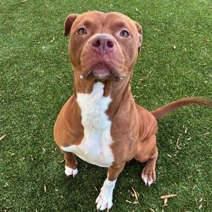 Enlarge Sock, a Adoptable mixed breed in Gastonia, NC image 1/3
