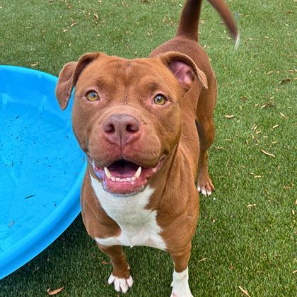 Sock, Adoptable, Adult Female Terrier & Mixed Breed.