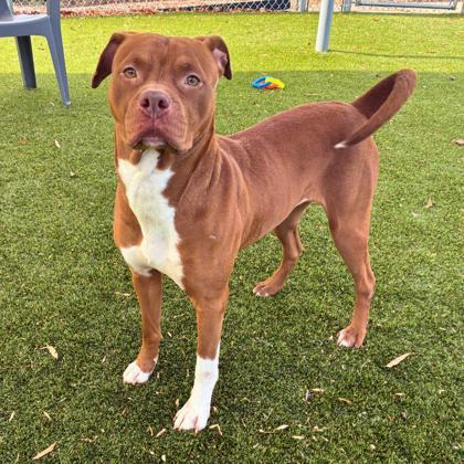 Enlarge Sock, a Adoptable mixed breed in Gastonia, NC image 3/3