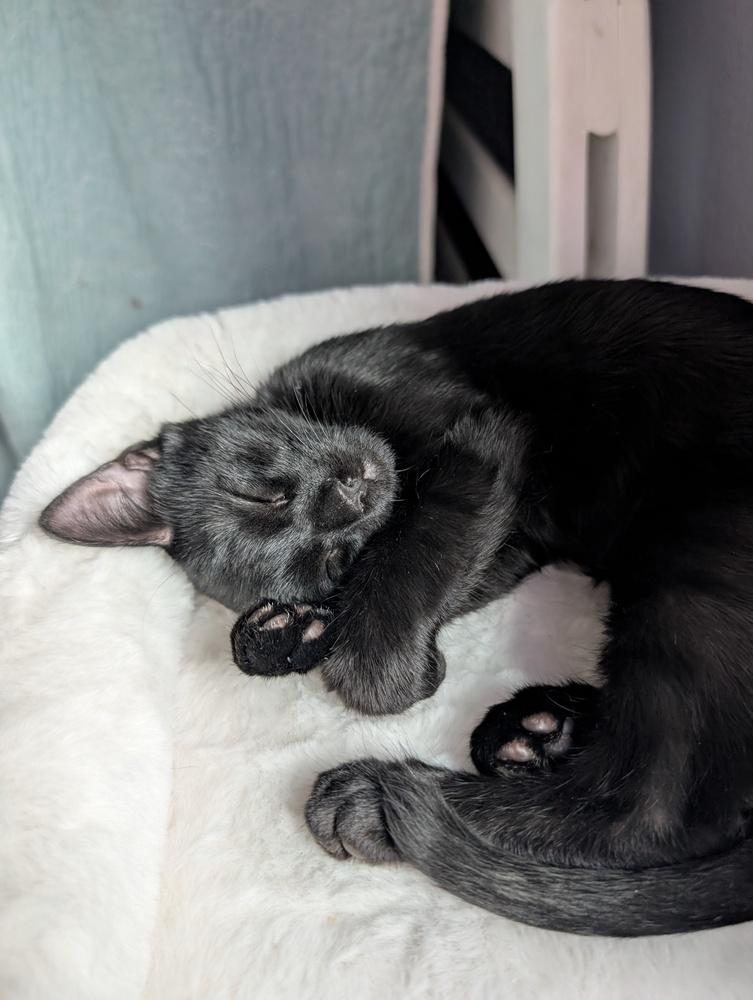 Echo, Adoptable, Kitten Male Domestic Short Hair.