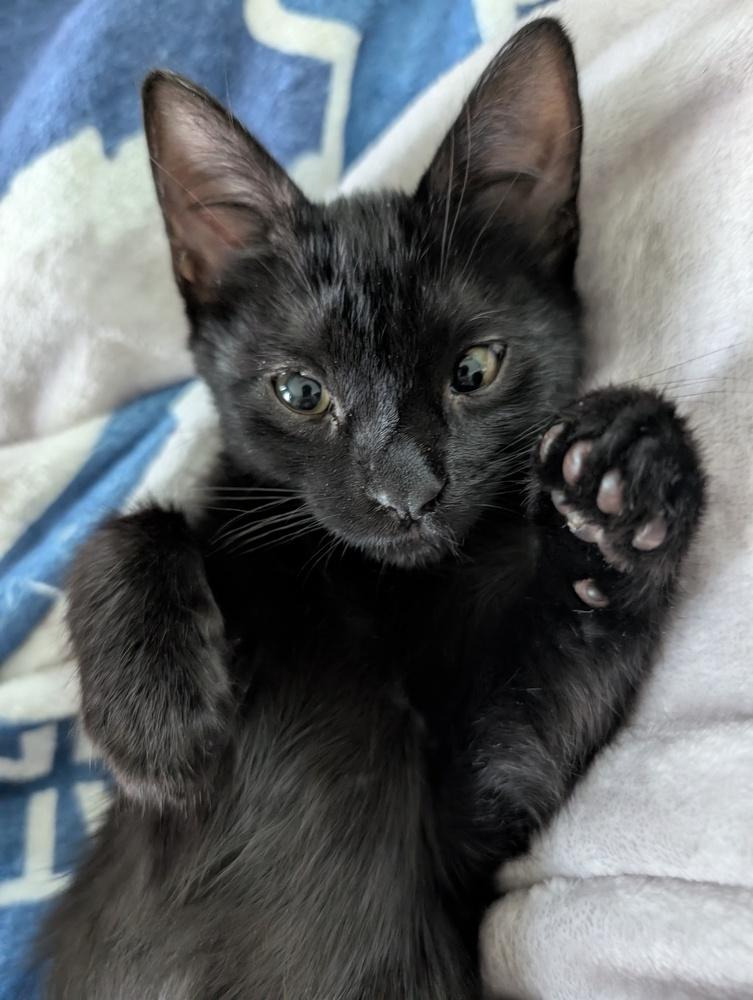 Echo, a Adoptable mixed breed in Brandon, FL image 4/6