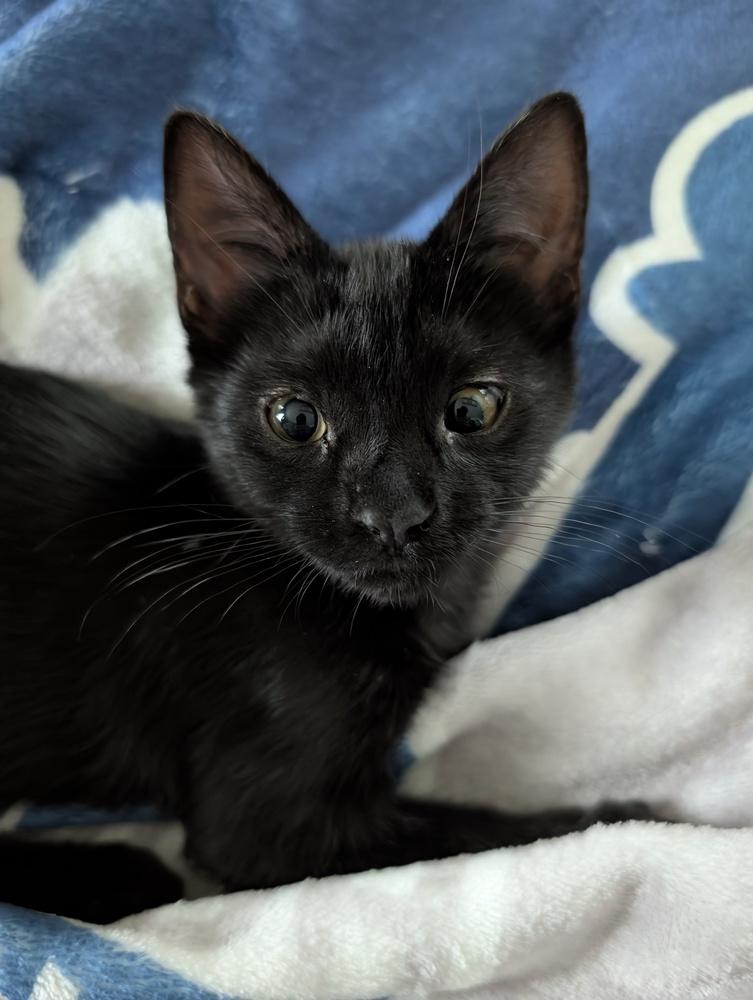 Echo, a Adoptable mixed breed in Brandon, FL image 5/6