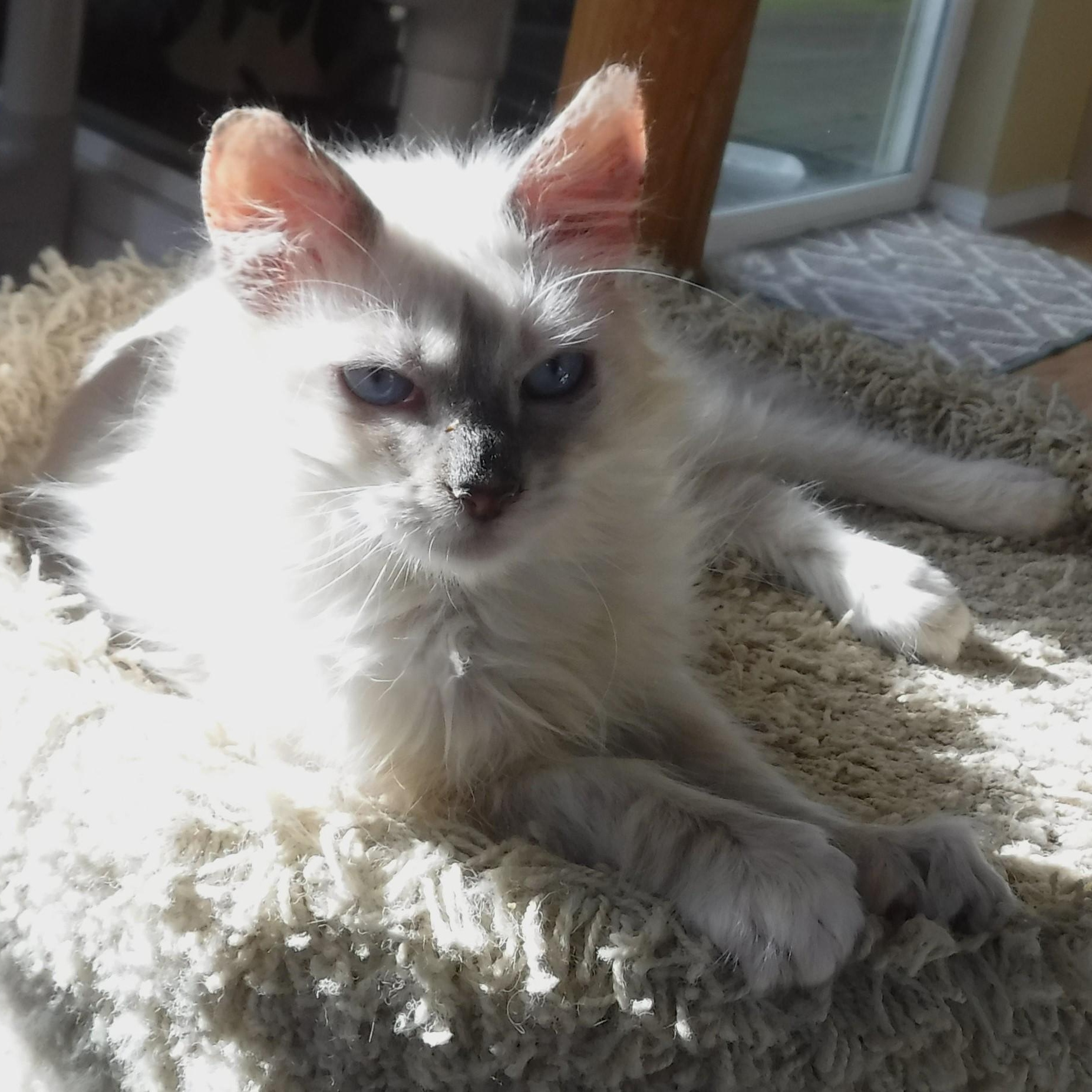 Enlarge Reuben - Handsome Little Siamese Mix, a ADOPTABLE mixed breed in Hoquiam, WA image 6/6