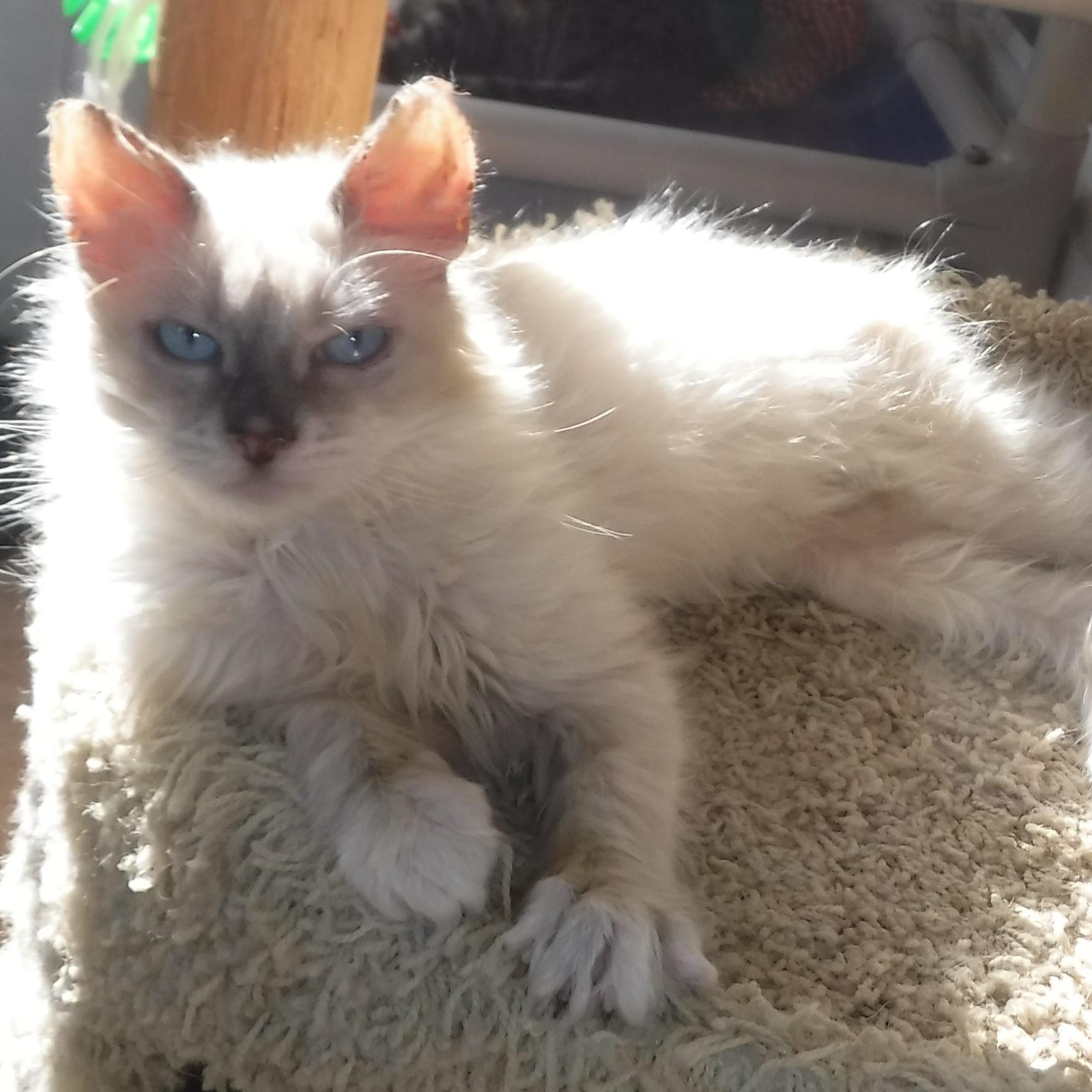Enlarge Reuben - Handsome Little Siamese Mix, a ADOPTABLE mixed breed in Hoquiam, WA image 1/6